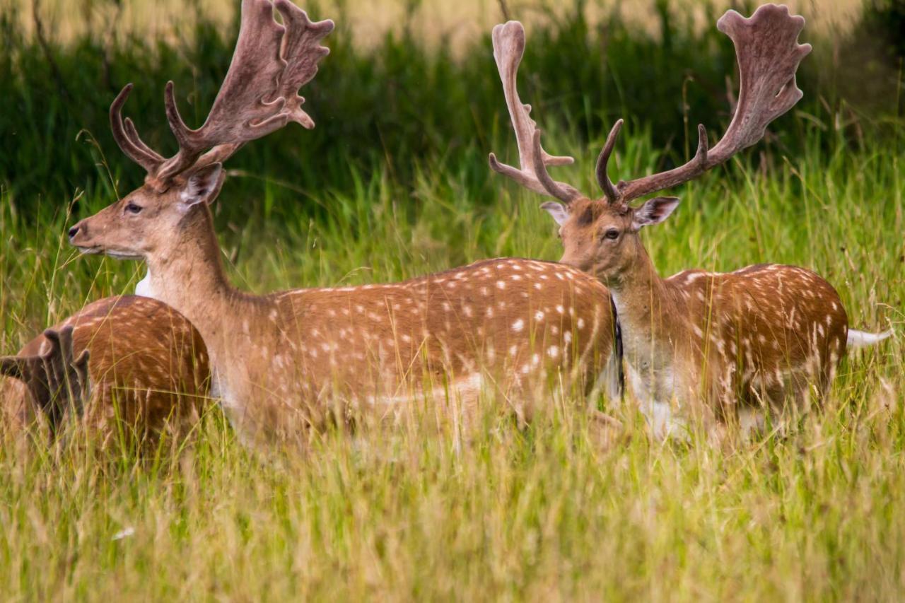 Jagdschloss Moenchbruch Mörfelden-Walldorf Zewnętrze zdjęcie